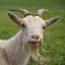 goatcrossing