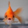 Larry the goldfish