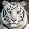 White_Tiger