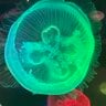 the ocd jellyfish