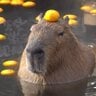 CapybaraBerry