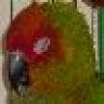 conure