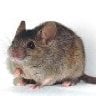 Knockout Mouse