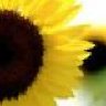 sunflower85