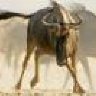 Wildebeest