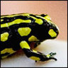 Yellowfrog
