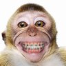 monkeyteeth