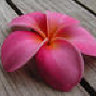 PinkPlumeria