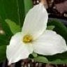 Trilliums