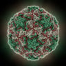 Rhinovirus