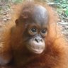 Orangutan Red