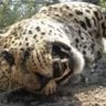 deadleopard