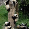 panda monium