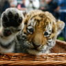 tiger.cub