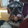 schnauzer27