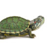 DrTurtle