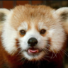 RaWRReDPaNDa!!!!