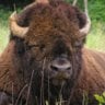 bisonbison