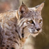 spottedbobcat