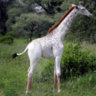 White Giraffe