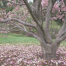 magnoliadoc