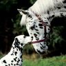 canine_equine13