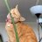 Orange_Cat_Energy