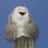 snowy_owl