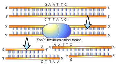 endonuclease2.gif