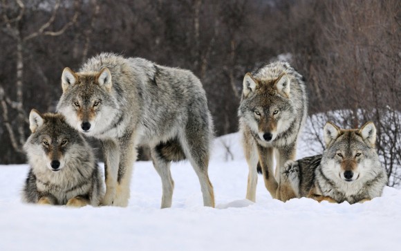 gray-wolves-snow-norway-e1440601501849.jpg