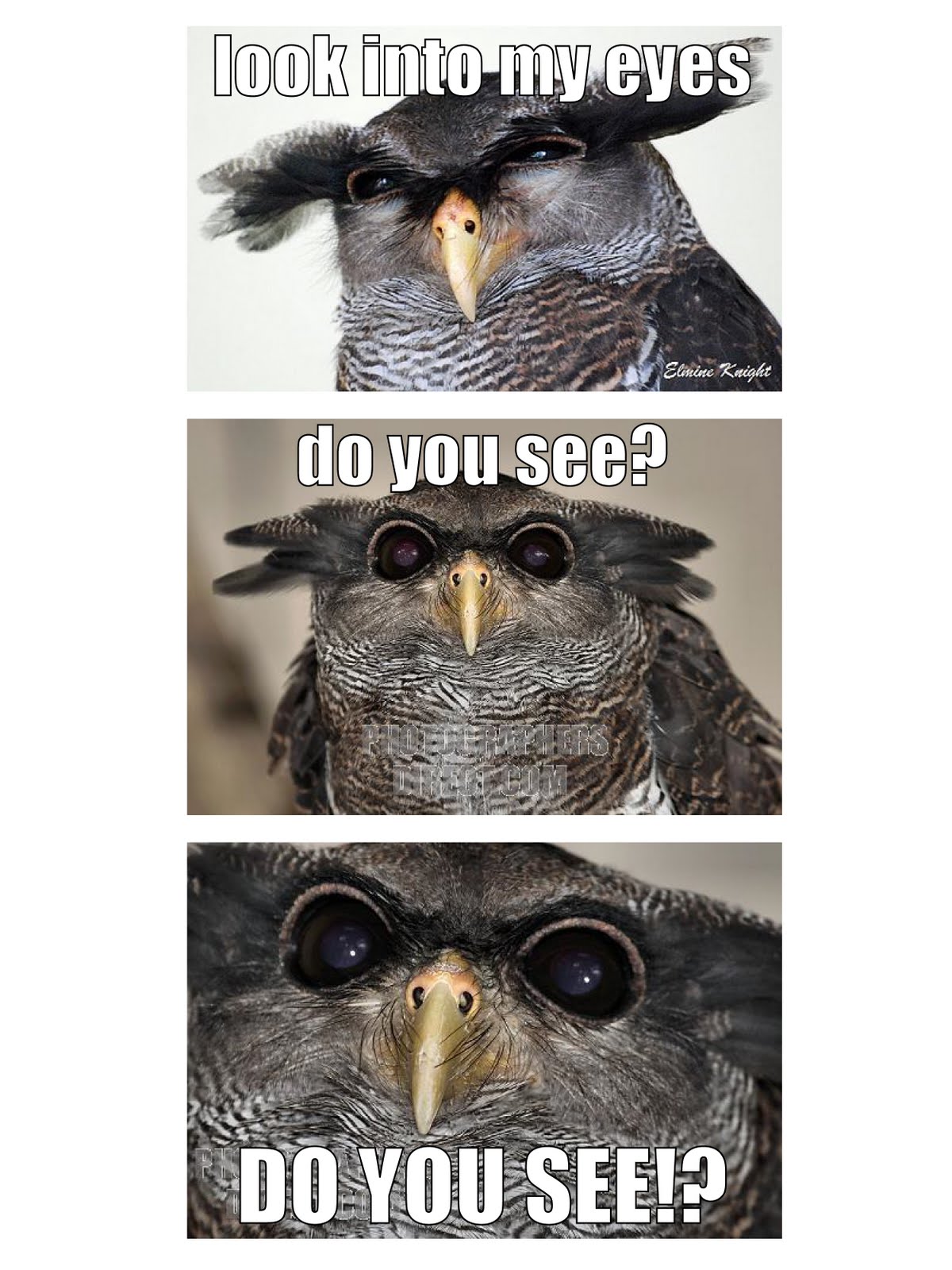 Owl+Meme.jpg