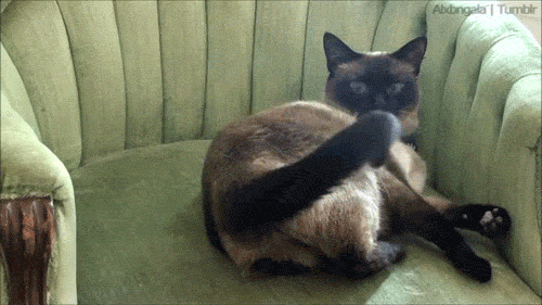001-funny-animal-gifs-cat-attacked-by-his-own-tail.gif