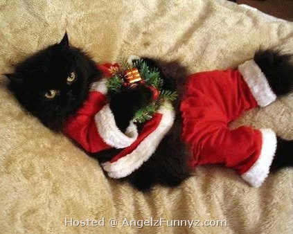 Christmas+Cat.jpg