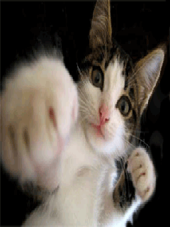 fighting_cat-animated-animals-wallpapers.gif