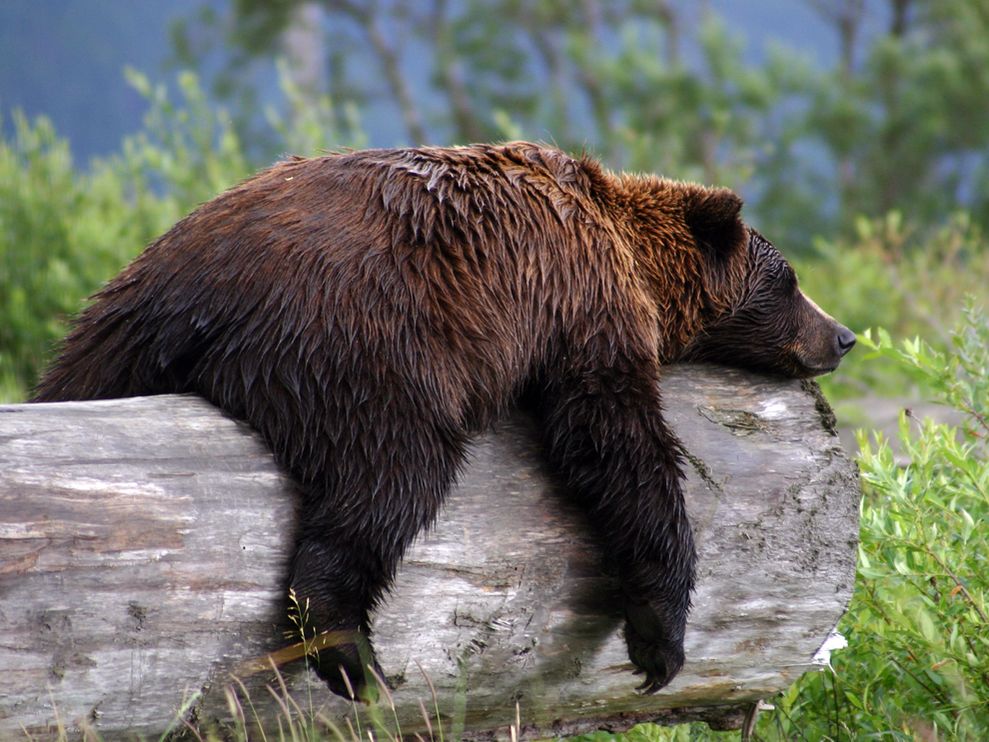 Grizzly+Bear.jpg