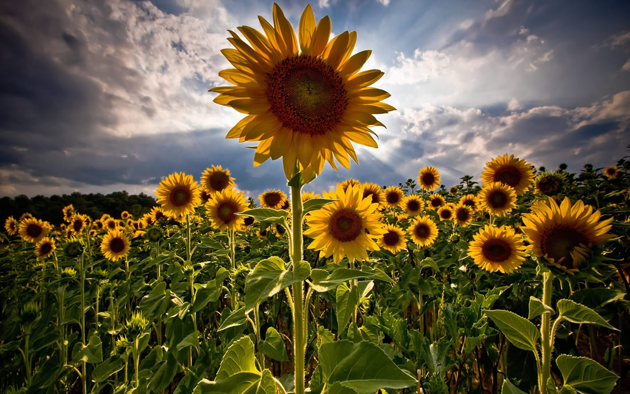 amazing-sunflowers-wallpaper-1280x800-1001066WALLPAPERSTOP.jpg