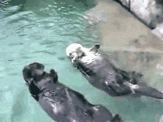 004-funny-animal-gifs-sea-otters-holding-hands.gif