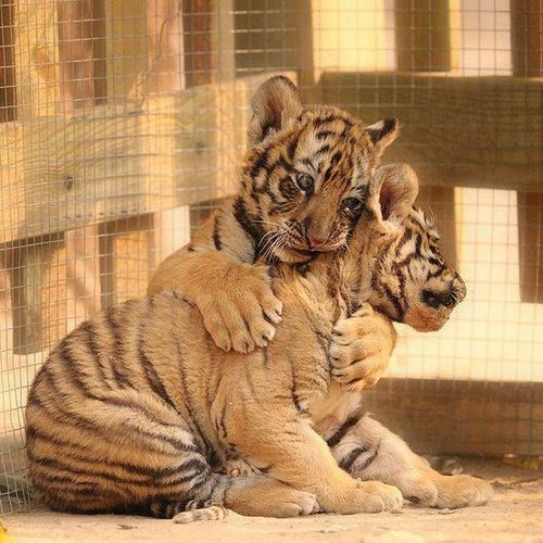 tiger_cubs.jpg