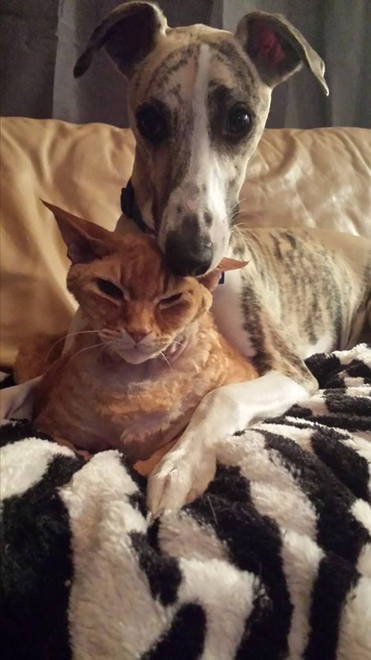 Whippet-cat-relationship.jpg