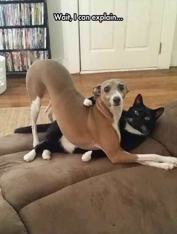 Whippet-funny-play-kitty.jpg