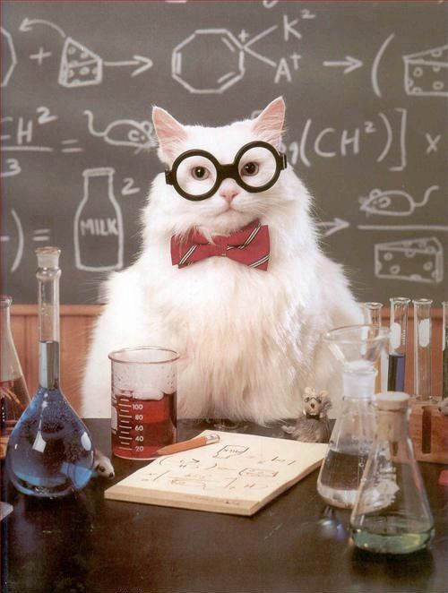 chemistry-cat.jpg