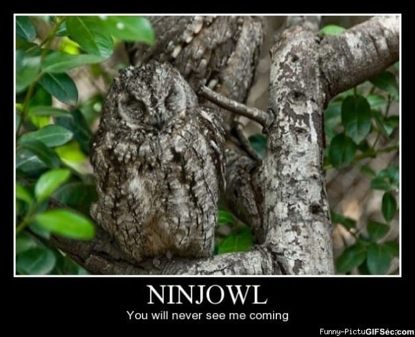 ninja-owl.jpg