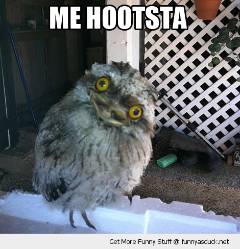 funny-me-hootsta-gusta-baby-owl-dumb-pics.jpg