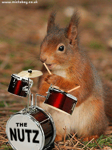 Squirrel-Drummer.gif