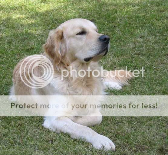 golden-retriever.jpg