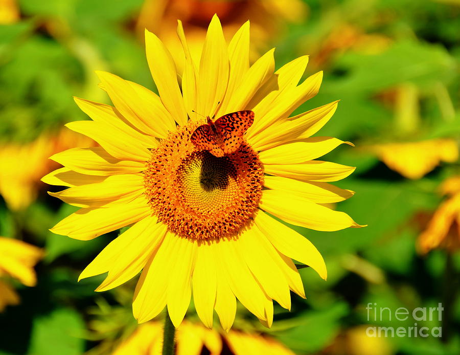 sunflower-and-butterfly-debbi-granruth.jpg