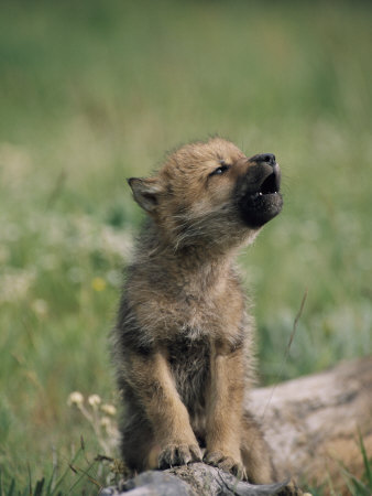 Wolf-puppies-wolves-27971270-338-450.jpg