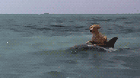 dog-riding-dolphin-haters-gonna-hate-chillin-1360024828T.gif