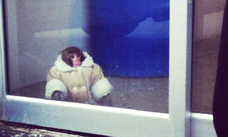Ikea-monkey-in-Toronto-st-008.jpg