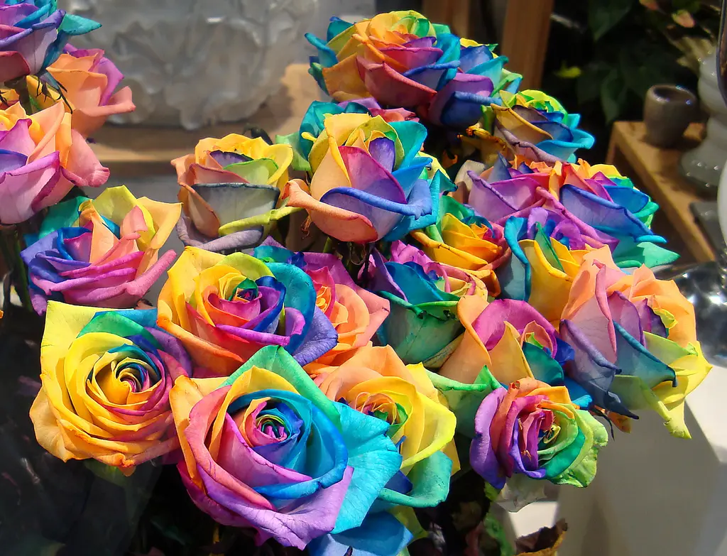 a-bunch-of-rainbow-roses-for-sale-by-Gertrud-K.jpg